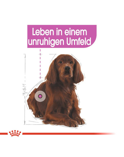 ROYAL CANIN RELAX CARE MEDIUM Trockenfutter für mittelgroße Hunde in unruhigem Umfeld 10 kg