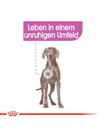 ROYAL CANIN RELAX CARE MAXI Trockenfutter für große Hunde in unruhigem Umfeld 9 kg