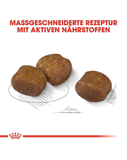 ROYAL CANIN DENTAL CARE MAXI Trockenfutter für große Hunde mit empfindlichen Zähnen 9 kg