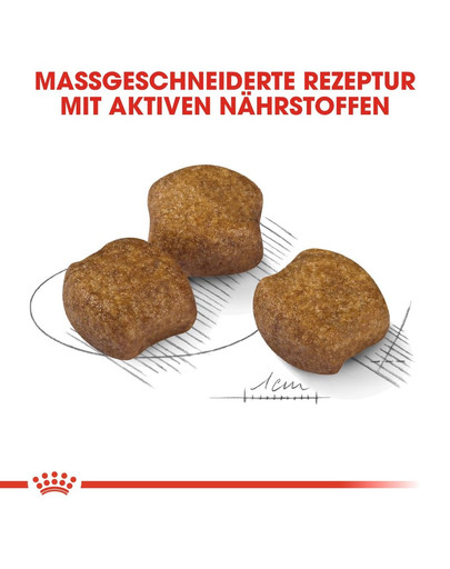 ROYAL CANIN DENTAL CARE MEDIUM Trockenfutter für mittelgroße Hunde mit empfindlichen Zähnen 3 kg
