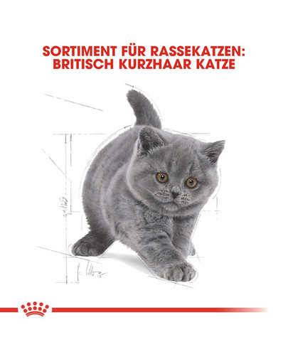 ROYAL CANIN British Shorthair Kittenfutter trocken für BKH Kätzchen 2 kg