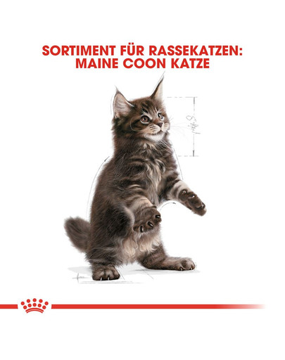 ROYAL CANIN Maine Coon Kittenfutter trocken für Kätzchen 4 kg