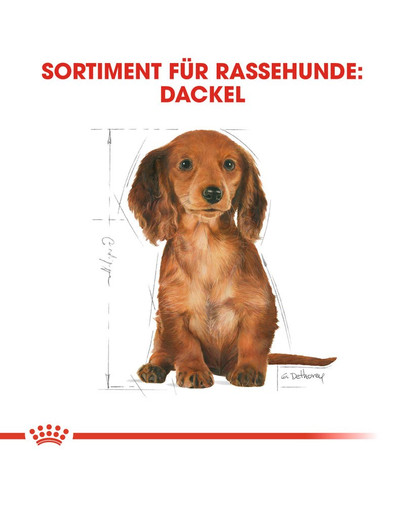 ROYAL CANIN Dachshund Puppy Welpenfutter trocken für Dackel 1,5 kg