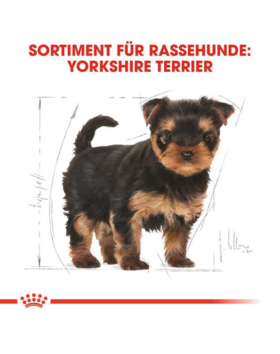 ROYAL CANIN Yorkshire Terrier Puppy Welpenfutter trocken 500 g