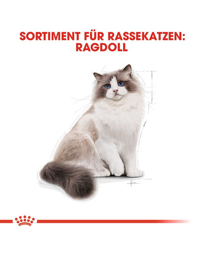 ROYAL CANIN Ragdoll Adult Katzenfutter trocken 10 kg