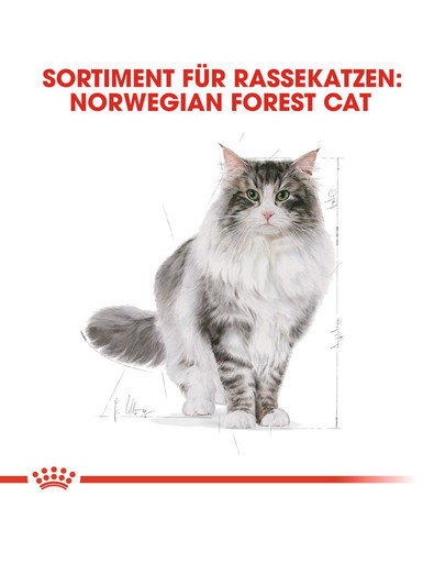 ROYAL CANIN Norwegian Forest Cat Adult Trockenfutter für Norwegische Waldkatzen 2 kg