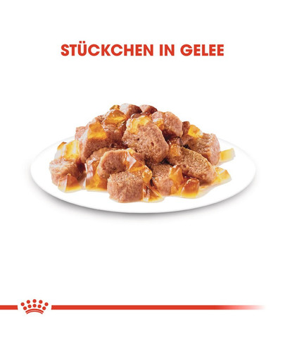 ROYAL CANIN Intense Beauty Katzenfutter nass in Gelee für schönes Fell 12 x 85 g