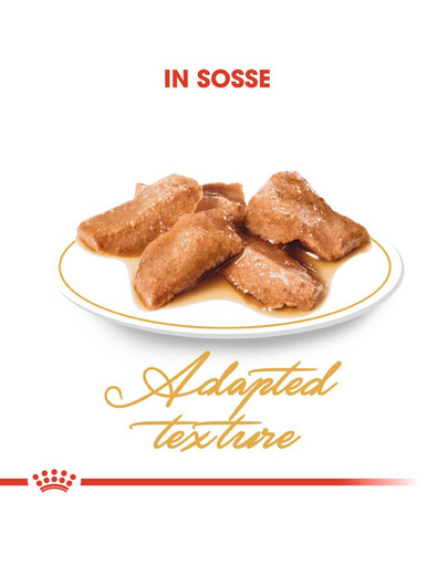 ROYAL CANIN Maine Coon Adult Katzenfutter nass 12 x 85 g