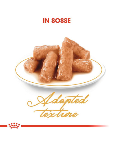 ROYAL CANIN British Shorthair Adult Katzenfutter nass für Britisch Kurzhaar 12x85 g