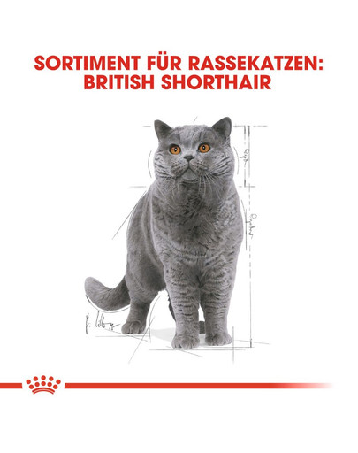 ROYAL CANIN British Shorthair Adult Katzenfutter nass für Britisch Kurzhaar 12x85 g