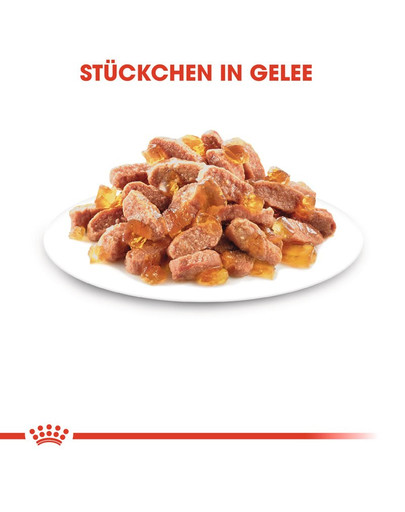 ROYAL CANIN KITTEN Nassfutter in Gelee für Kätzchen 12 x 85 g