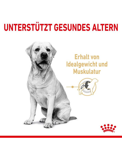 ROYAL CANIN Labrador Retriever Adult 5+ Trockenfutter für Hunde ab 5 Jahren 12kg