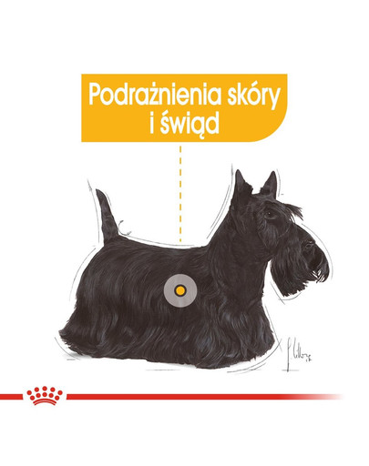 ROYAL CANIN DERMACOMFORT Nassfutter für Hunde mit empfindlicher Haut Mousse 12 x 85 g