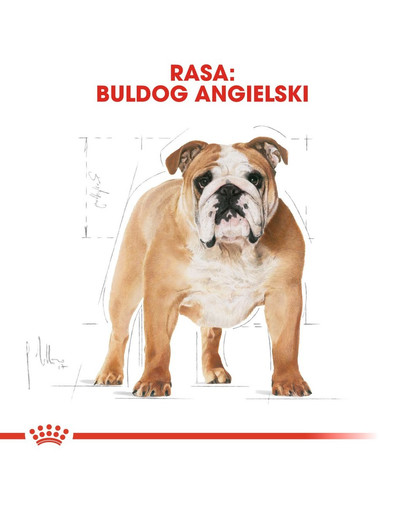 ROYAL CANIN Bulldog Adult Hundefutter trocken 12 kg