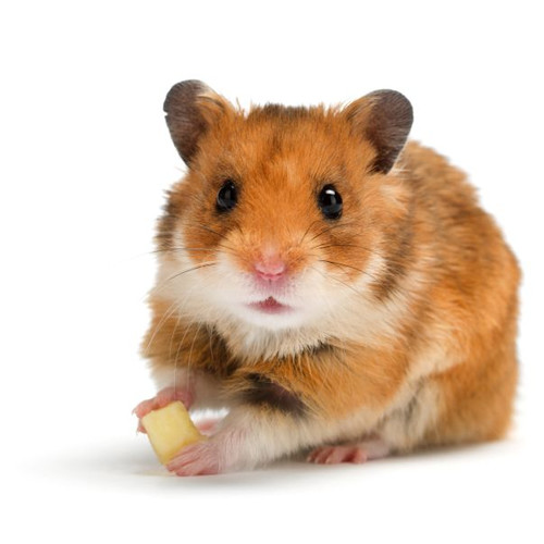 Voer voor hamsters