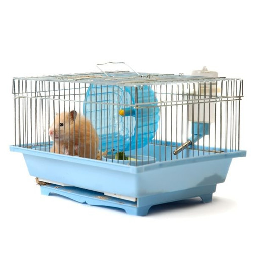 Kooiën en renkooien