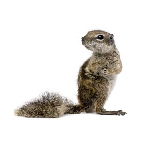 Voer voor egels en eekhoorns