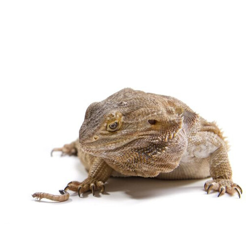 Voer voor hagedissen