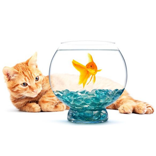 Achtergrond voor aquarium