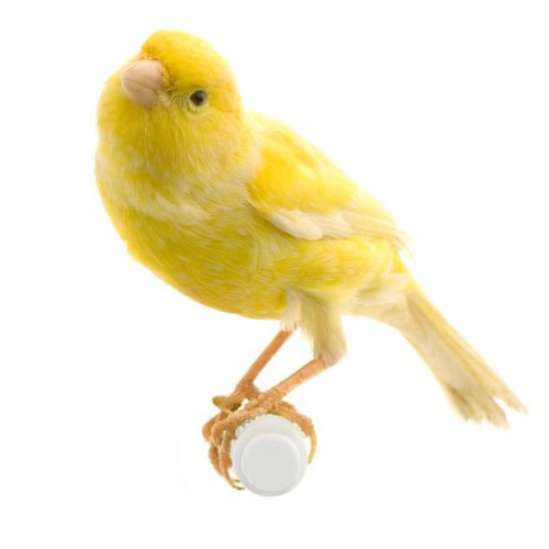 Snavel en klauwverzorging