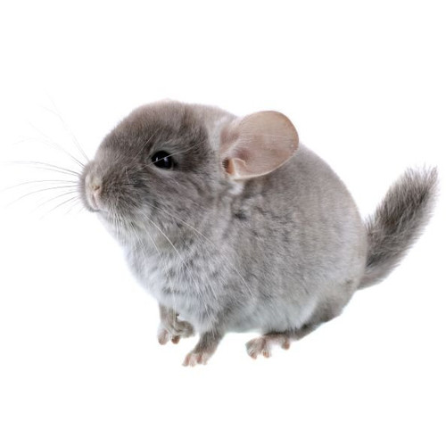 Voer voor chinchilla’s