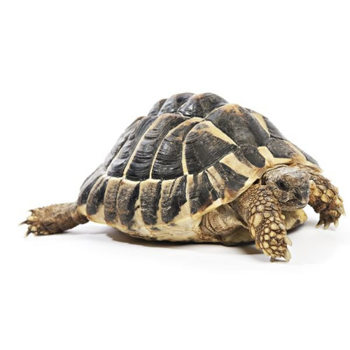 Voer voor schildpadden