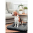 FERA Sky Pontoon Hundebett dunkelgrau XL 114 x 83 x 10 cm