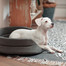 FERA ovales Hundebett mit Kissen 53x44x16 cm grau