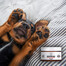 PETS Nose & Paw Balm Nasen- und Pfotenbalsam 75 ml