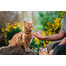 INABA Churu Cat Creme Huhn Katzenleckerli 4x14g