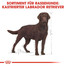 ROYAL CANIN Labrador Retriever Adult Sterilised Trockenfutter für kastrierte Hunde 12 kg