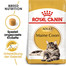 ROYAL CANIN Maine Coon Adult Katzenfutter trocken 10 kg