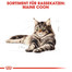 ROYAL CANIN Maine Coon Adult Katzenfutter trocken 10 kg