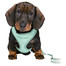 TRIXIE Junior Welpengeschirr mit Leine 26-34 cm/10 mm, 2 m, mint
