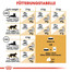 ROYAL CANIN Sphynx Adult Katzenfutter trocken 10 kg
