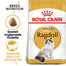ROYAL CANIN Ragdoll Adult Katzenfutter trocken 10 kg