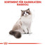 ROYAL CANIN Ragdoll Adult Katzenfutter trocken 10 kg