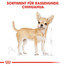 ROYAL CANIN Chihuahua Adult Hundefutter nass in Soße 12 x 85 g