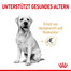 ROYAL CANIN Labrador Retriever Adult 5+ Trockenfutter für Hunde ab 5 Jahren 12kg