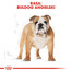 ROYAL CANIN Bulldog Adult Hundefutter trocken 12 kg